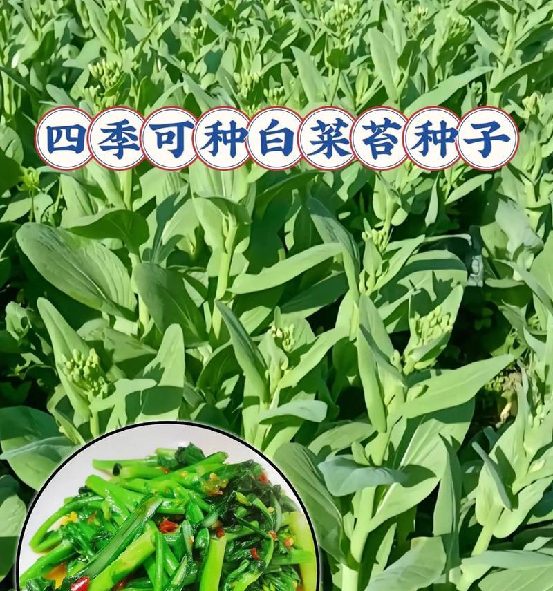 大白菜种子的种植方法和步骤