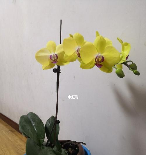 蝴蝶兰的喜肥之道怎么养