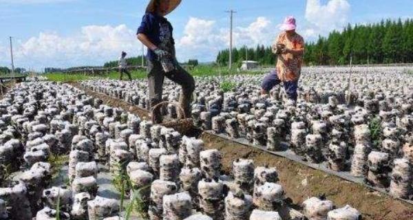 木耳种植条件与生长环境要求是什么