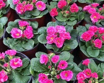 如何种植报春花种子视频