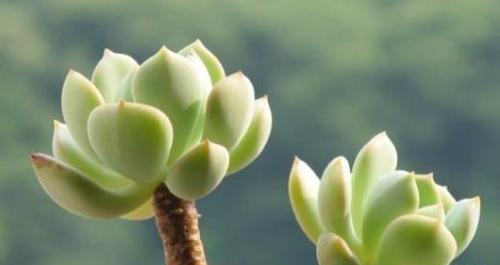 多肉花播种的最佳时间和方法视频