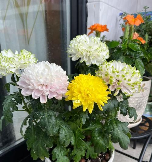 夏天如何养护菊花盆栽