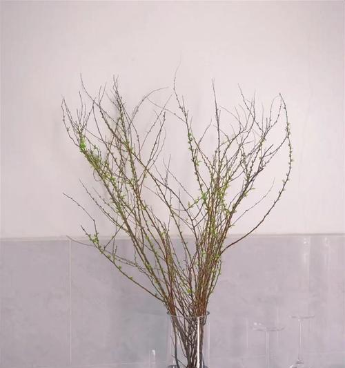 干支雪柳怎么养护