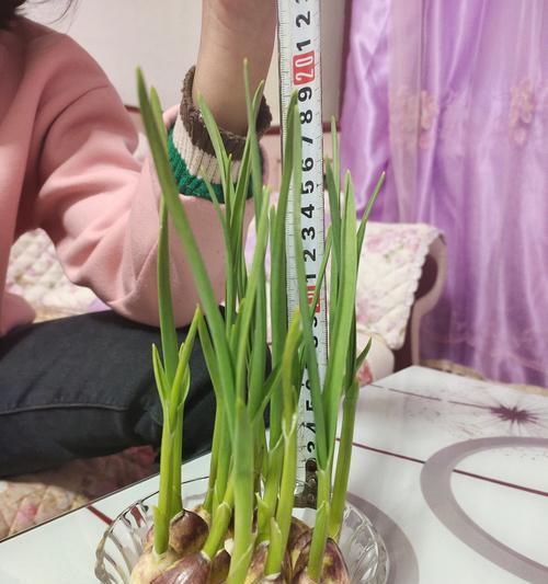 盆栽蒜苗的种植方法及时间