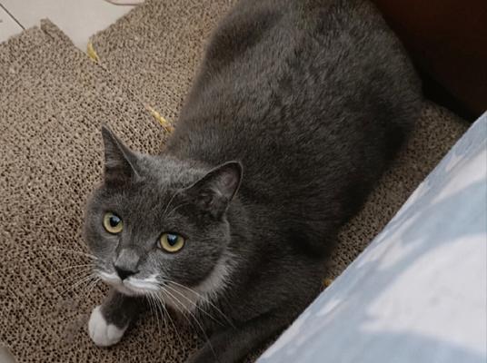 猫能吃蓝莓吗请回答谢谢