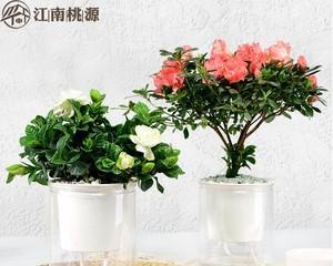 喜阴的水培花卉有哪些