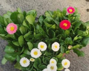 小雏菊花期多长