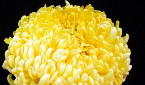 菊花开花温度的影响因素