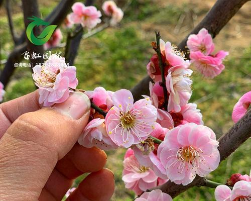 梅花树能结果实吗?探究其真相是什么