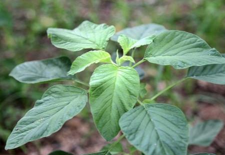 白苋菜种植方法与时间图片