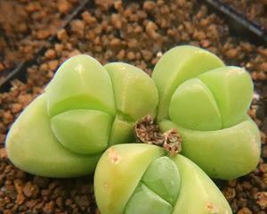 屁屁花应该怎么养