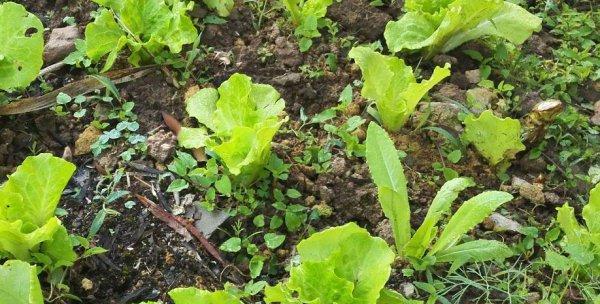 生菜种子发芽时间及技巧视频