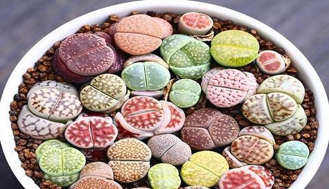 生石花换盆指南图片