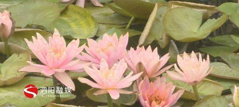 睡莲开花温度的影响因素