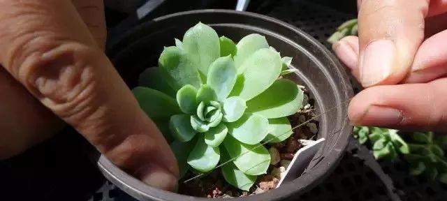 多肉盆栽修根与换盆技巧视频