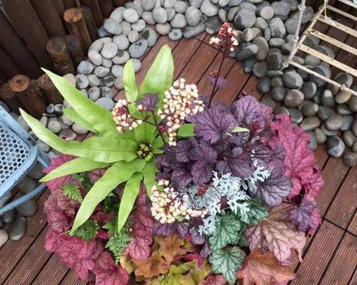 矾根花的养护