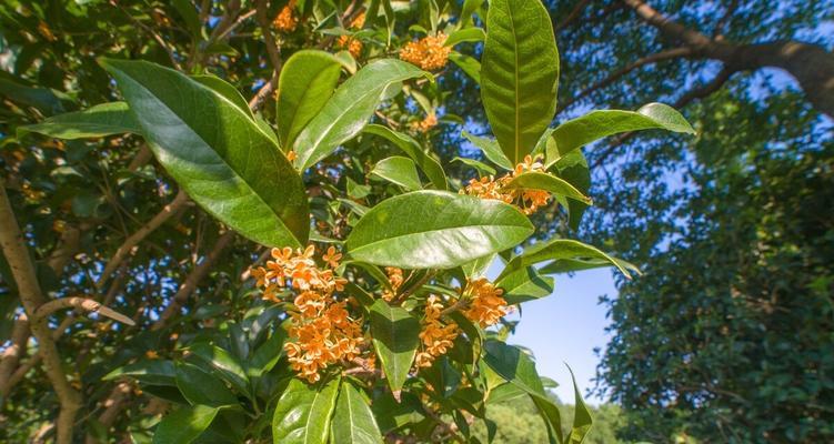 如何科学养护桂花树,让它长得更加茂盛呢