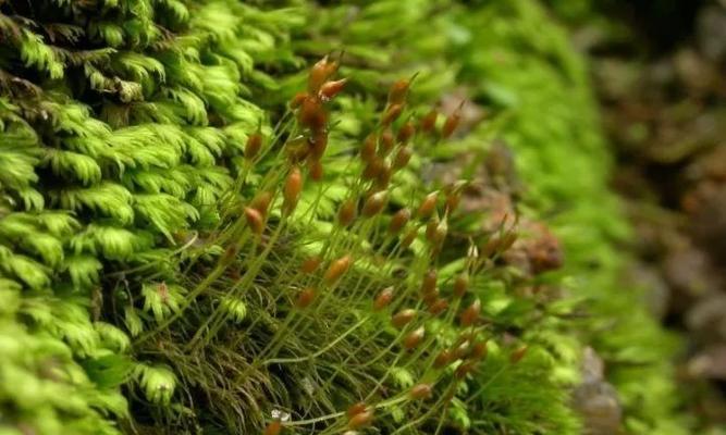 苔藓植物秒懂百科