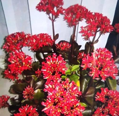 长寿花与啤酒的关系