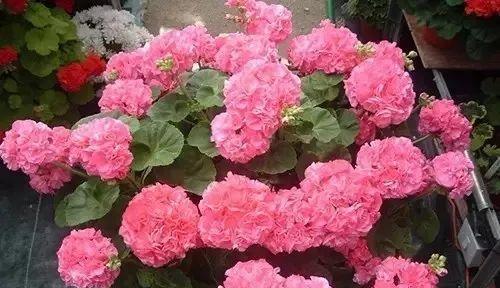 冬季室外花卉种植指南图片