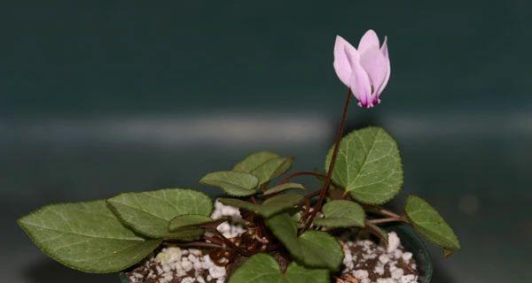 仙客来块茎能繁殖图片