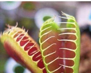 如何养护食蝇草,助其快速生长呢
