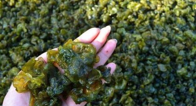 地皮菜的生长环境和特点