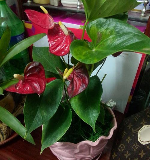 红掌花卉