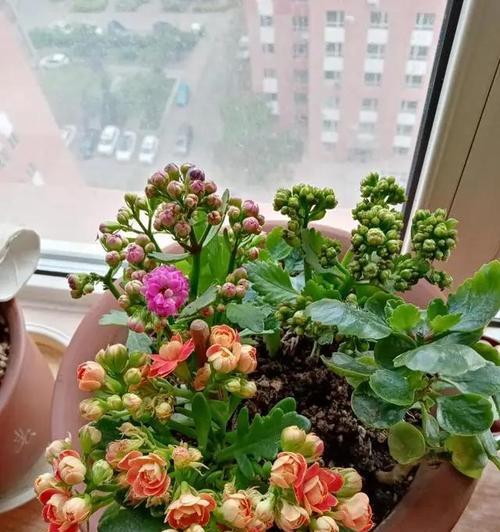 长寿花的土壤要求是什么