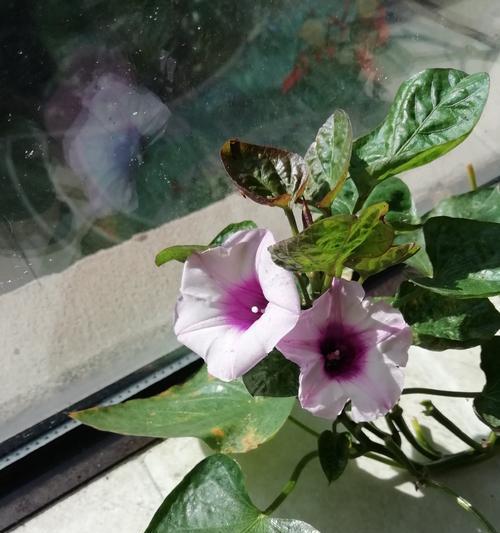 红薯开花的奥秘是什么