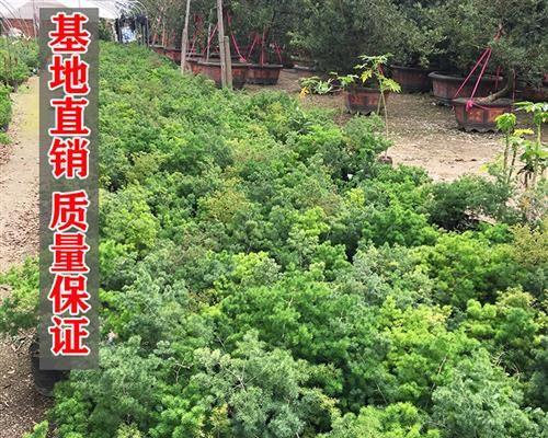属猴客厅摆什么植物