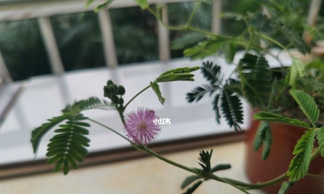 含羞草开花时间与周期的关系