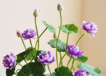 为什么家里不能以养荷花为主呢
