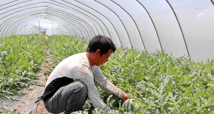 大棚西瓜种植技巧视频