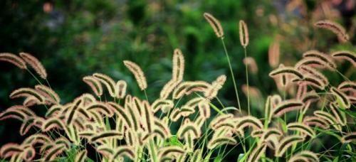 狗尾巴草开花什么样子