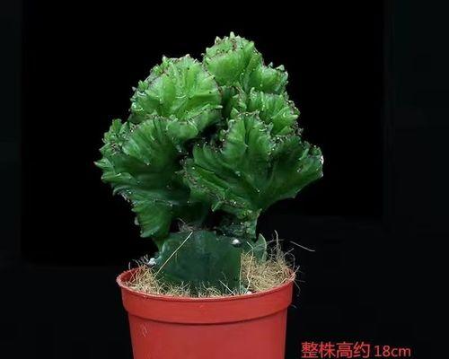 家里养玉麒麟,吉祥如意的风水法宝是什么
