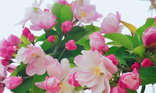 探究海棠花的香气的特点