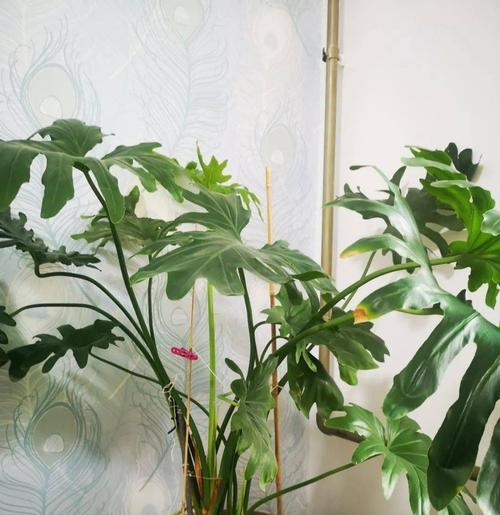 浅口盆植物种植指南最新