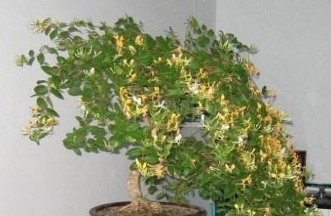 10种能杀菌的植物,保护你的身体健康英语