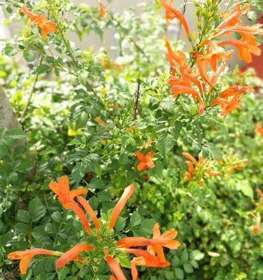 硬骨凌霄花怎么修剪