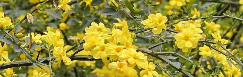 迎春花在阳光的照片
