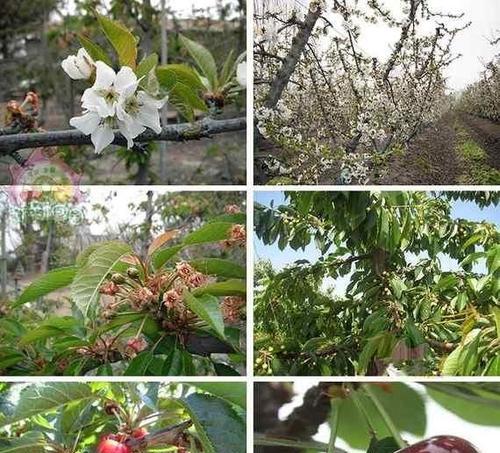 大樱桃南方种植指南图片