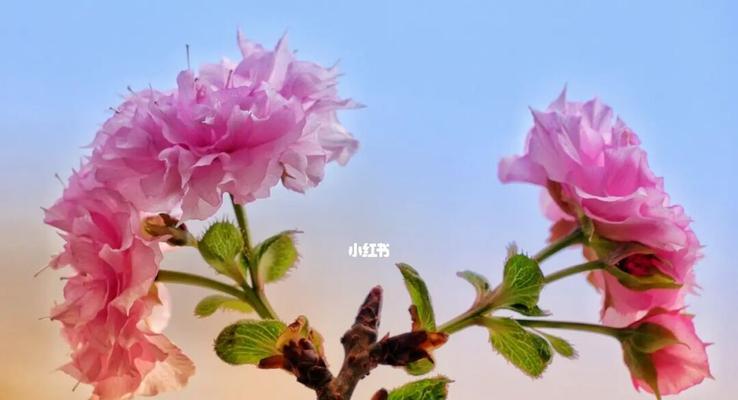 樱花为何不开花的原因