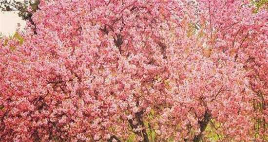 如何繁殖樱花树呢?