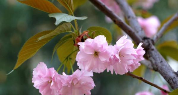 樱花春季开花吗