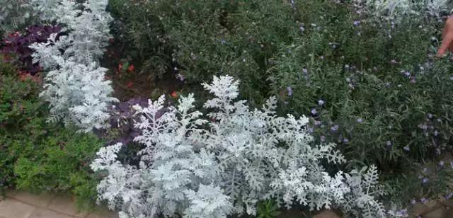 如何养殖茂密的银叶菊花