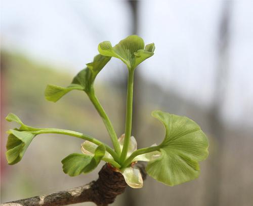 银杏发芽长叶的季节与特点是什么