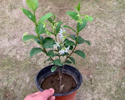 银丝茉莉一年开几次花
