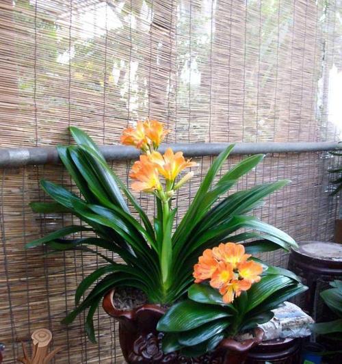 阴面客厅里适合养什么花和植物呢