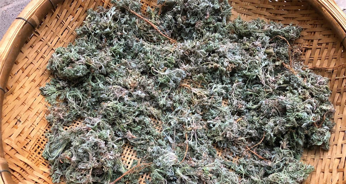 茵陈采摘时间和收获季节一样吗